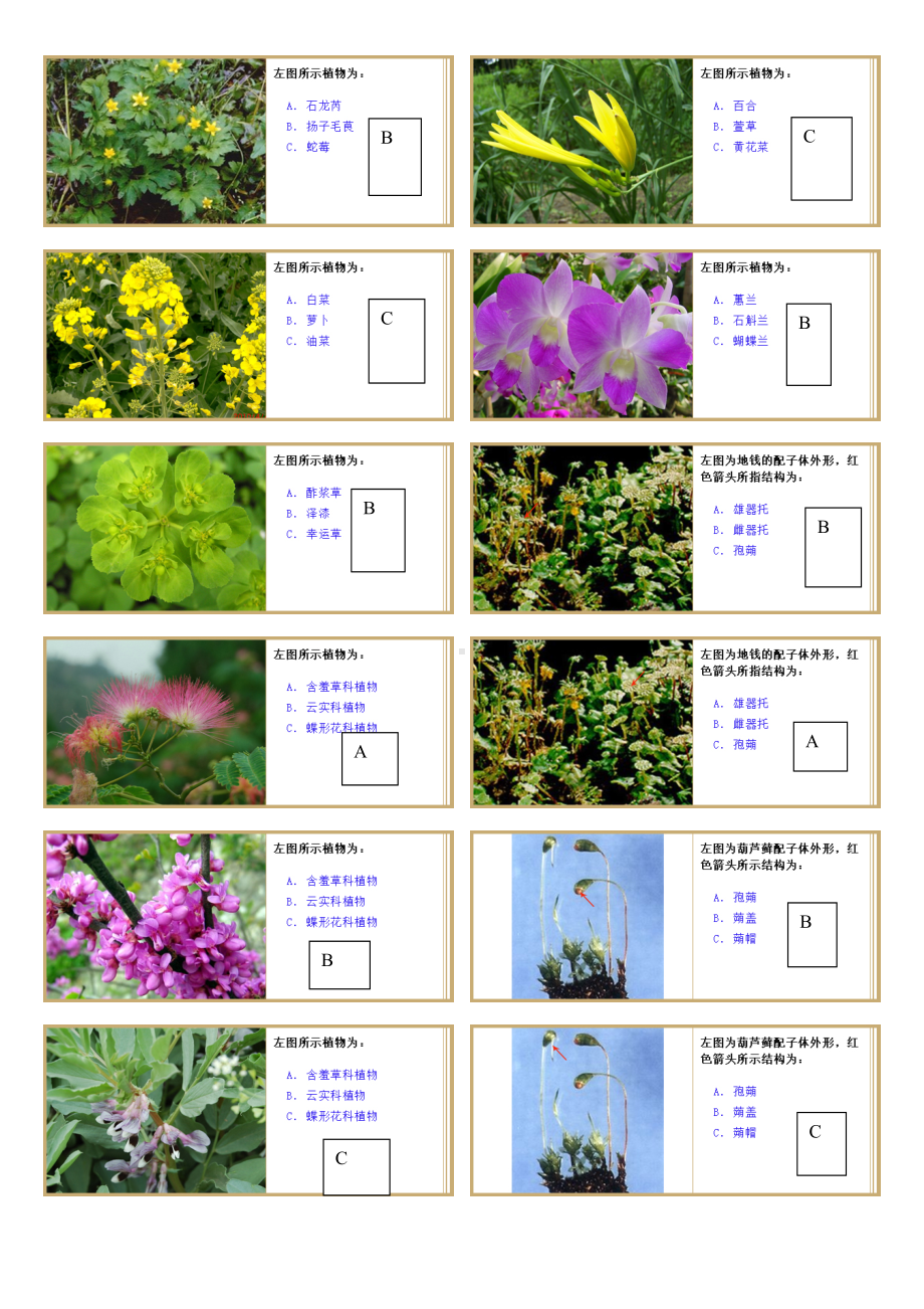 (完整版)植物学实验题库(DOC 16页).doc_第2页