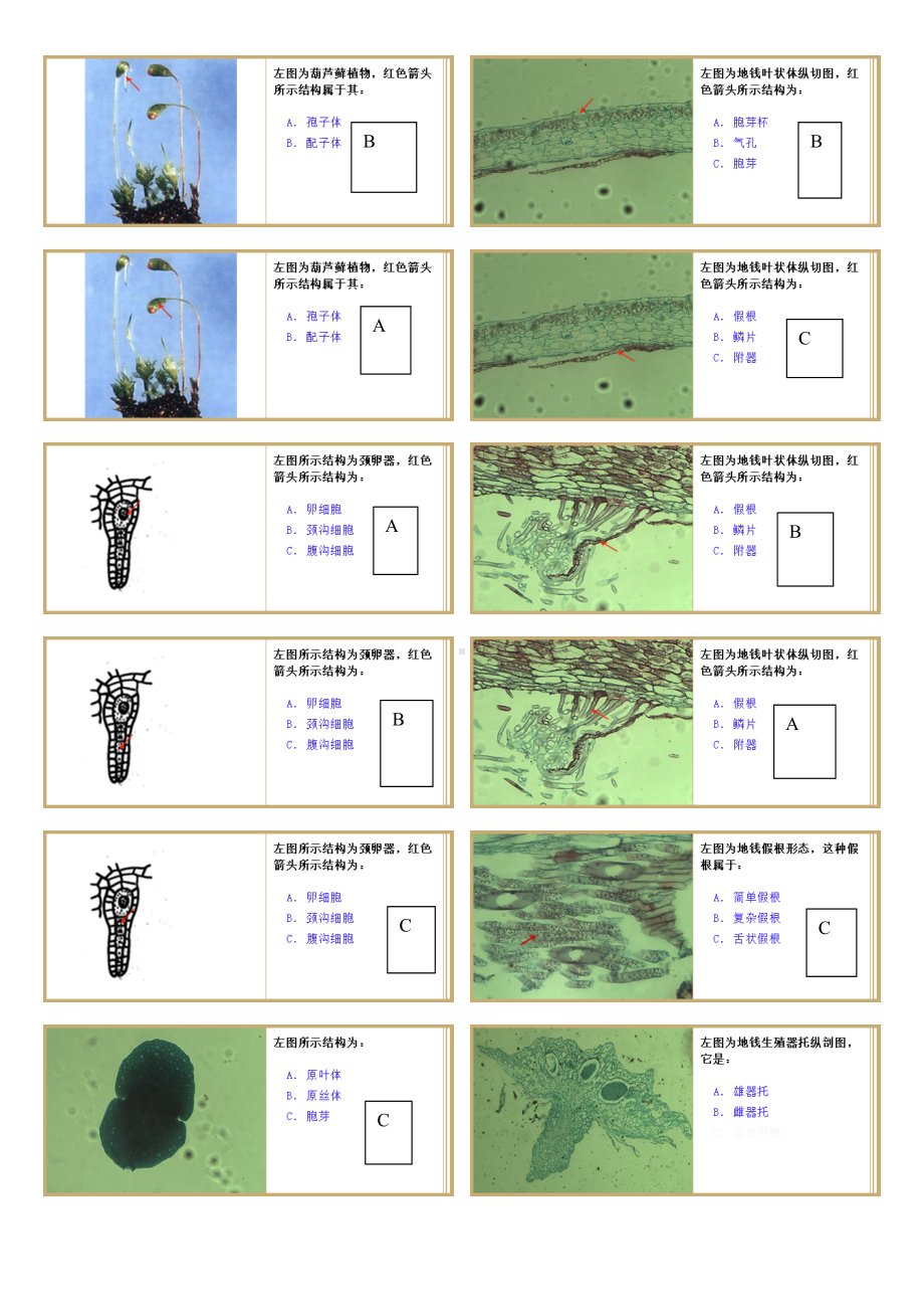 (完整版)植物学实验题库(DOC 16页).doc_第3页