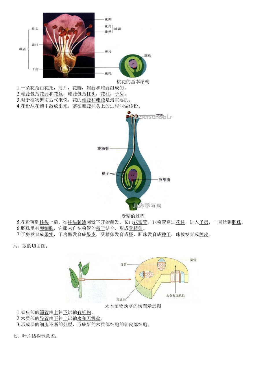 初中生物复习图集.doc_第3页