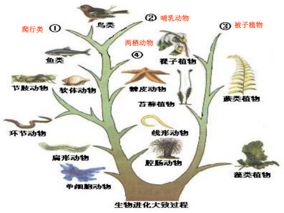 八年级生物下册第三节-生物进化的原因课件人教版.ppt_第1页