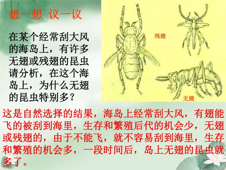 八年级生物下册第三节-生物进化的原因课件人教版.ppt_第3页