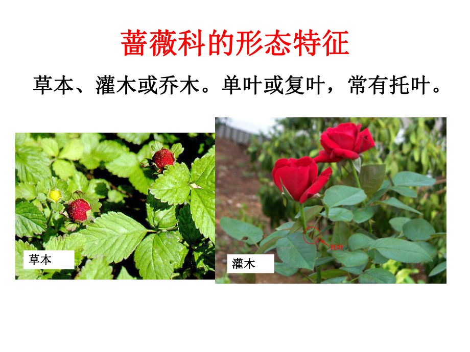 12-蔷薇科教学讲解课件.ppt_第3页