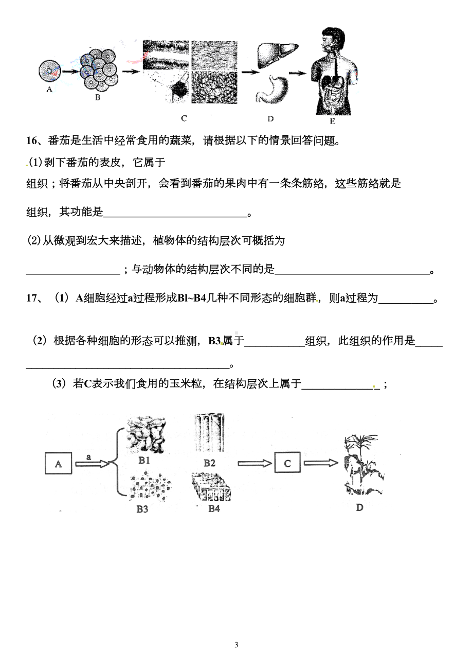 多细胞生物体的结构层次-(练习题及答案)(DOC 5页).doc_第3页