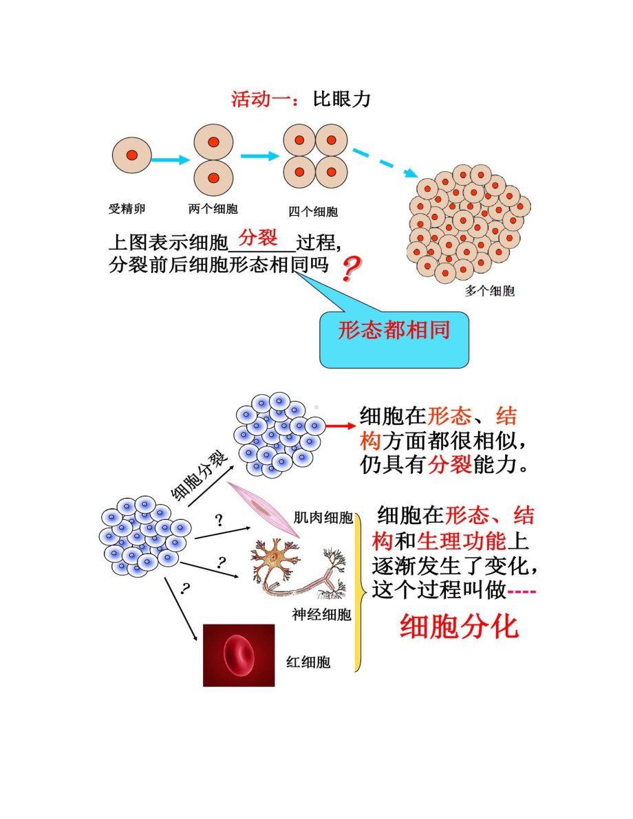 动物体的结构层次(公开课)汇总(DOC 21页).doc_第3页