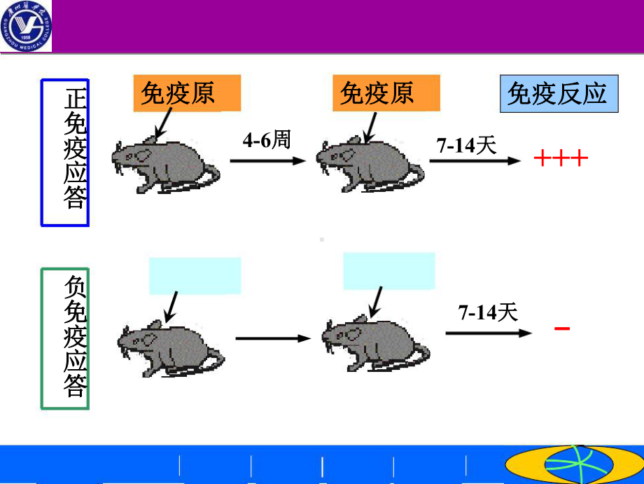 免疫耐受-医学知识讲座优质课件.ppt_第3页