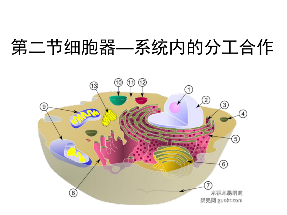 《细胞器-系统内的分工合作》最佳一轮复习汇总课件.ppt_第1页