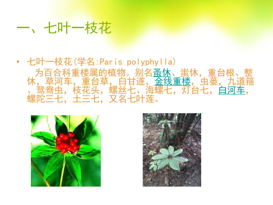 五种野生植物的介绍课件.pptx_第3页