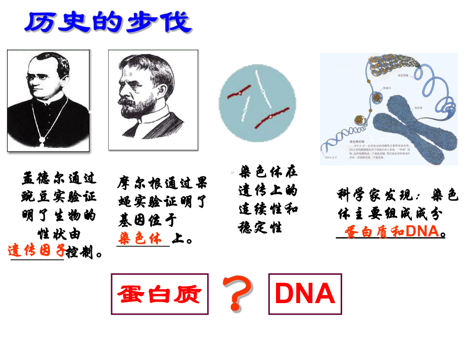 一轮复习DNA是主要的遗传物质课件.ppt_第2页