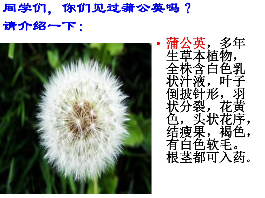 《金色的草地》PPt1课件.ppt_第3页