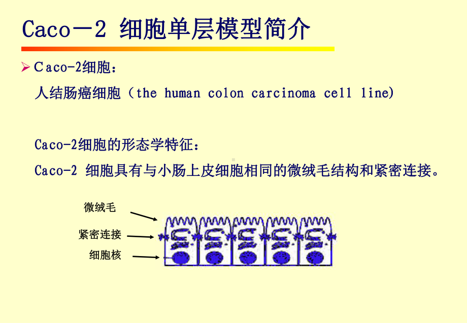 Caco-2-细胞模型的研究与应用(课堂)课件.ppt_第3页