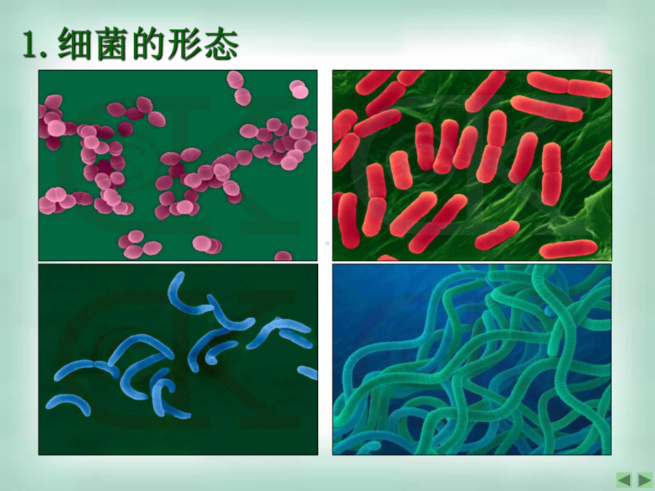 21复习微生物的实验室培养+课件.ppt_第3页