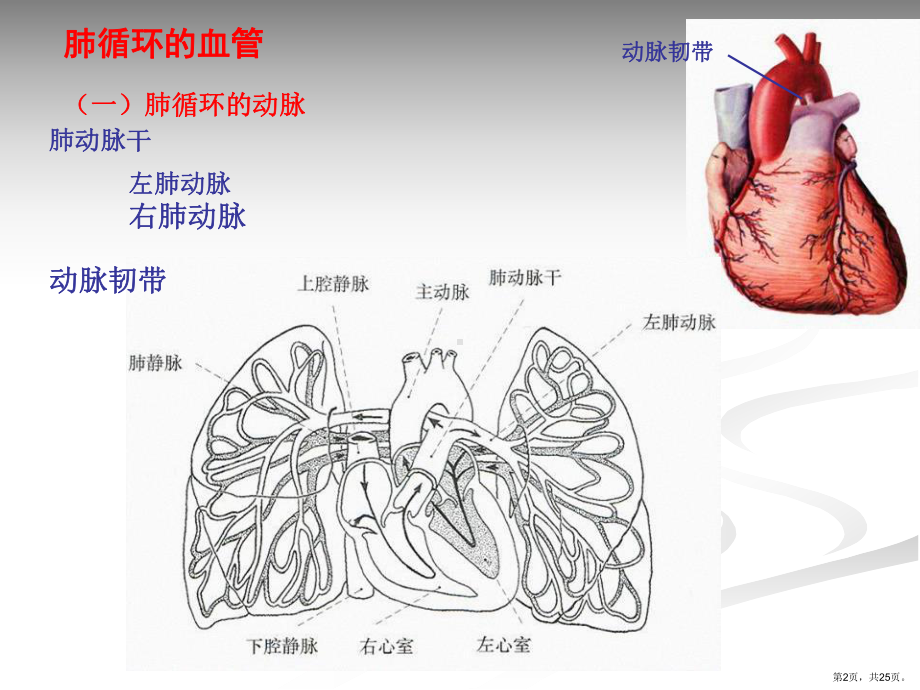 最新肺循环的血管.pptx_第2页