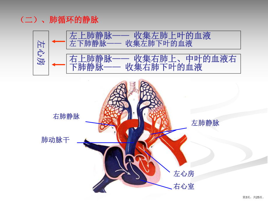 最新肺循环的血管.pptx_第3页