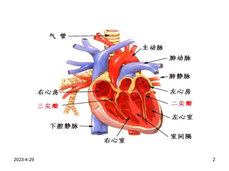 兽医内科学第三章-心血管系统疾病课件.pptx_第2页