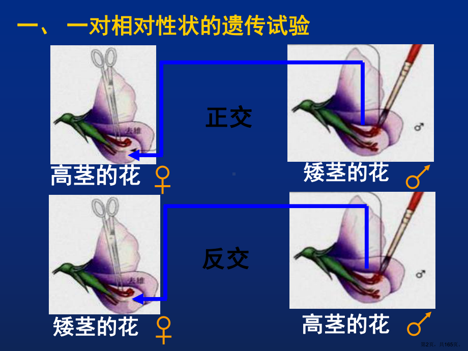 生物必修二《遗传与进化》总复习课件1(396页).pptx_第2页