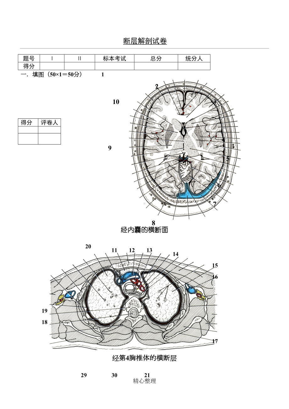 断层解剖学试卷(DOC 6页).doc_第1页