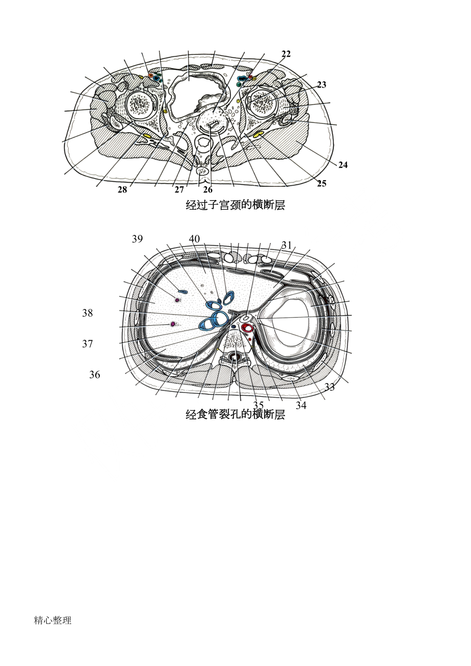 断层解剖学试卷(DOC 6页).doc_第2页