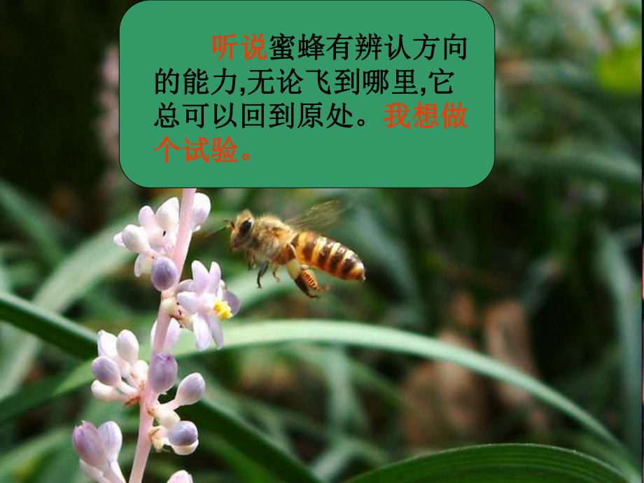 14《蜜蜂》教学讲解课件3.ppt_第3页