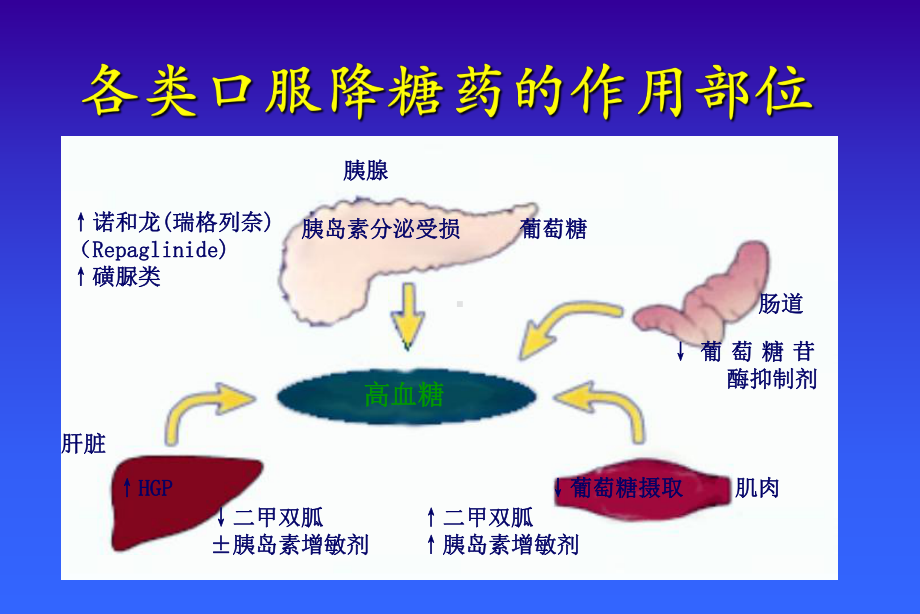 OHA口服降糖药知识课件.pptx_第3页