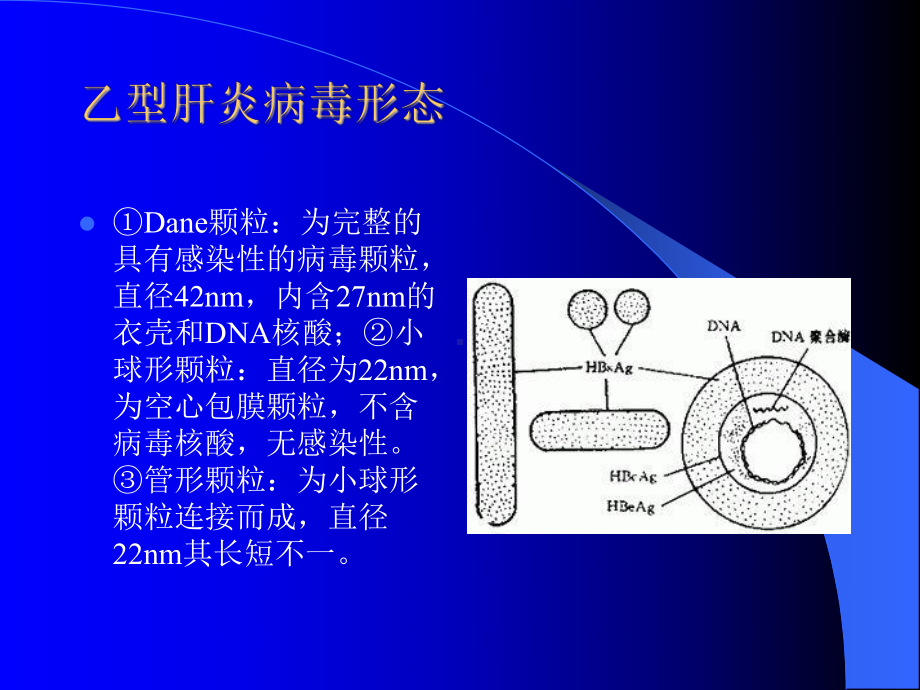 乙肝二对半测定结果的临床分析课件.ppt_第3页