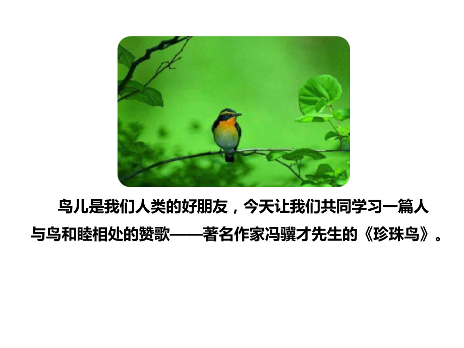 《珍珠鸟》课件-部编版课件1.ppt_第3页