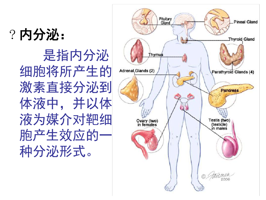 内分泌系统疾病基础-课件.ppt_第2页