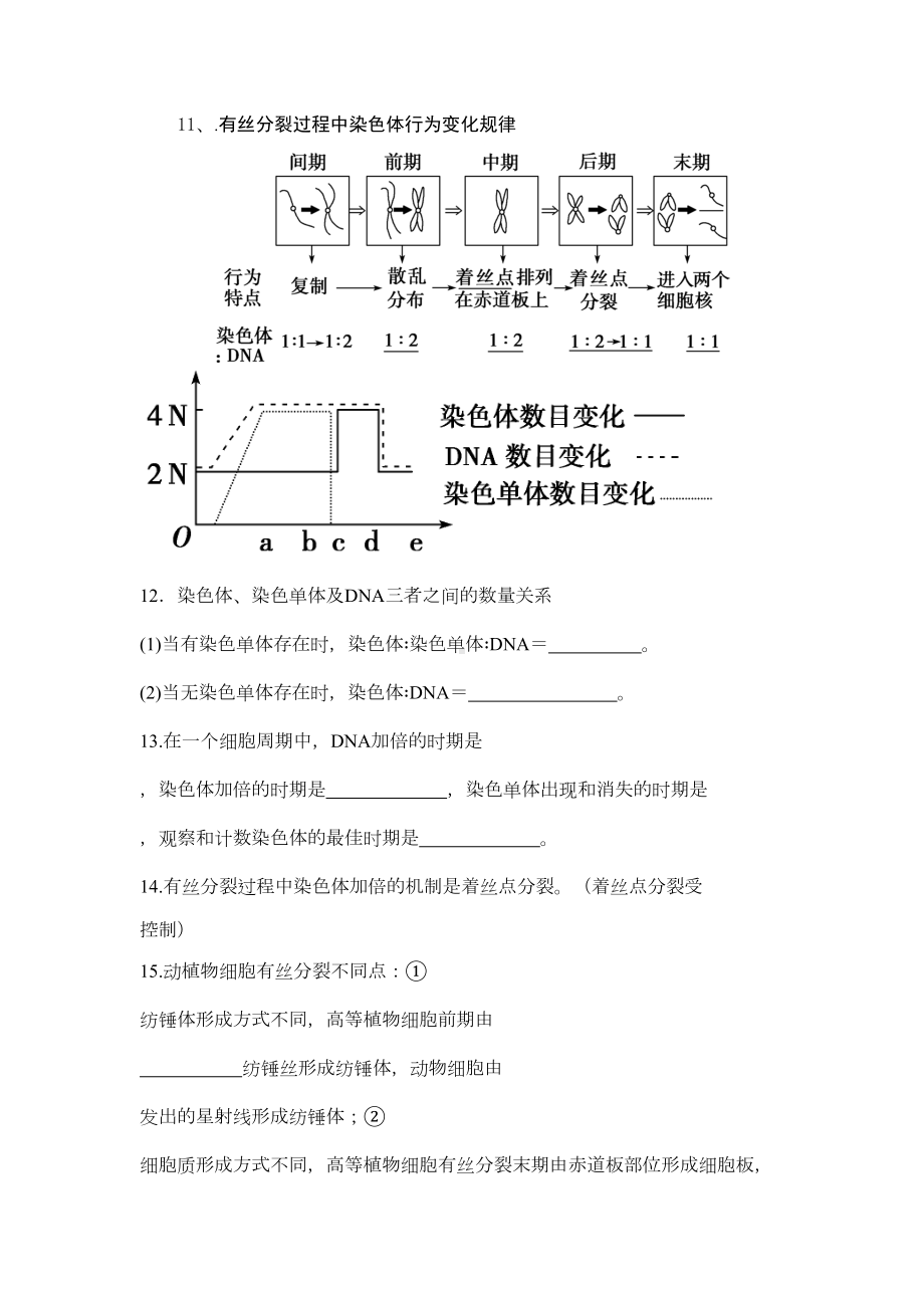 有丝分裂和减数分裂知识点总结大全(DOC 10页).docx_第3页