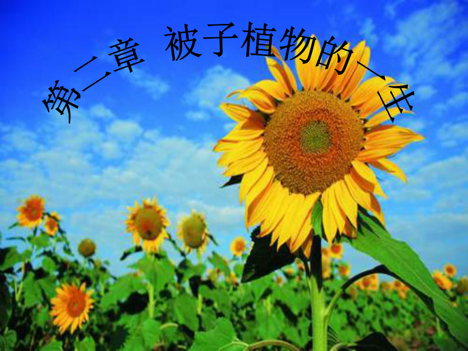 《被子植物的一生》复习课件-生物学-自然科学-专.ppt_第1页