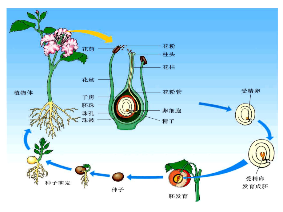 《被子植物的一生》复习课件-生物学-自然科学-专.ppt_第2页