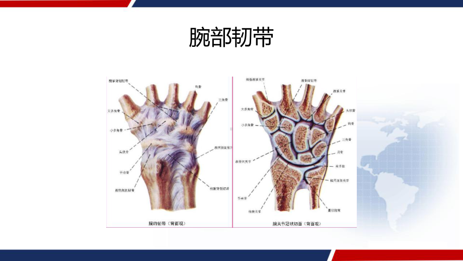 三角纤维软骨复合(TFCC)损伤-课件.ppt_第3页