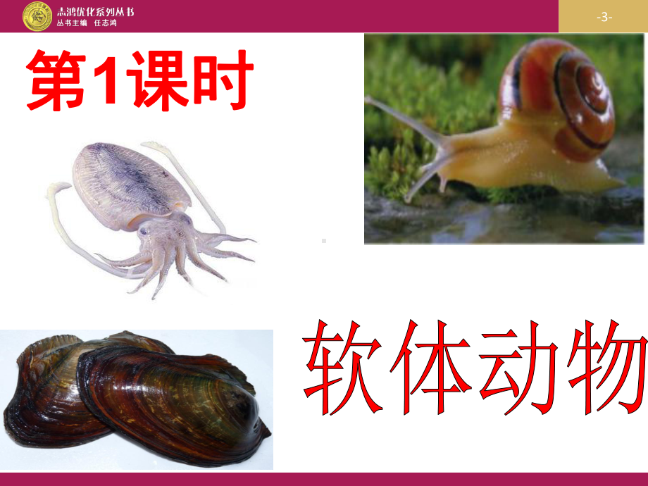 优秀教案—《软体动物和节肢动物》课件.ppt_第3页