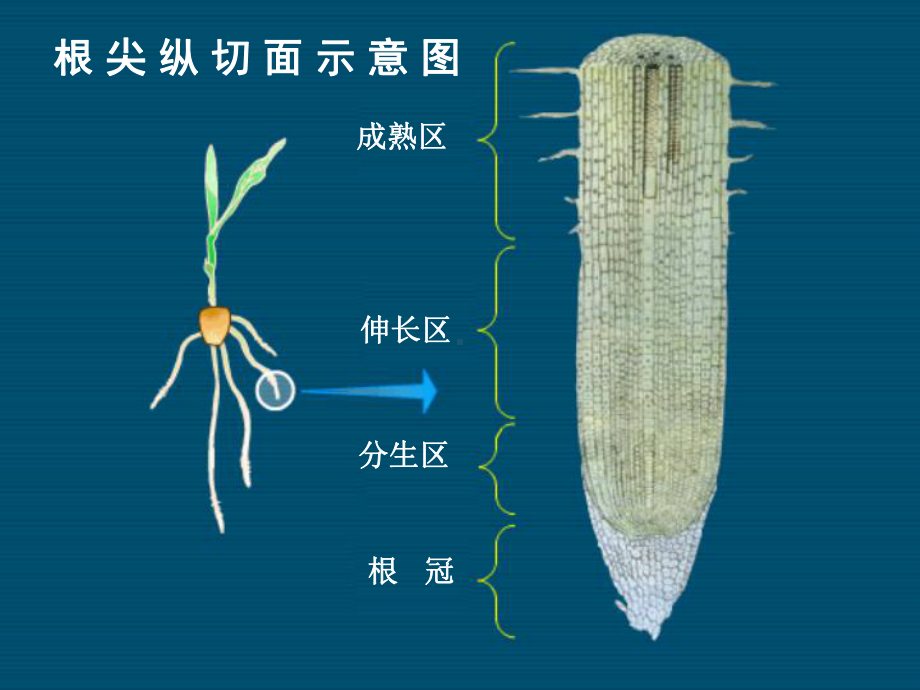 七上水分进入植物体内的途径课件.ppt_第3页