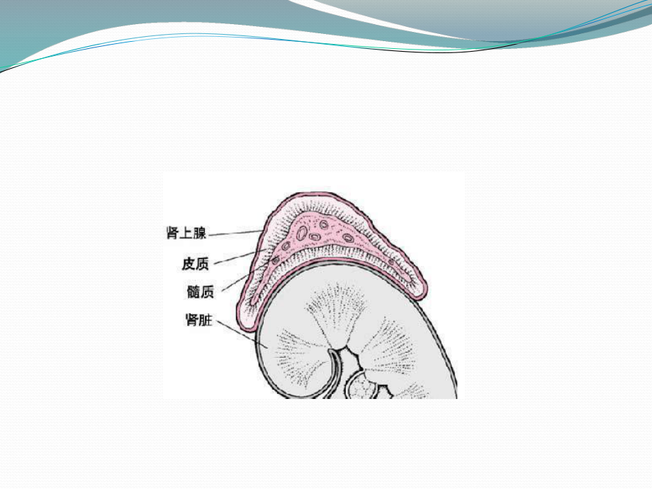 ICU常见内分泌系统疾病课件.ppt_第3页