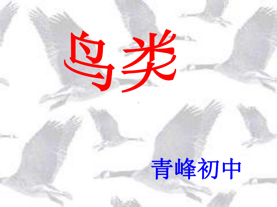 七年级生物鸟类课件.ppt_第1页