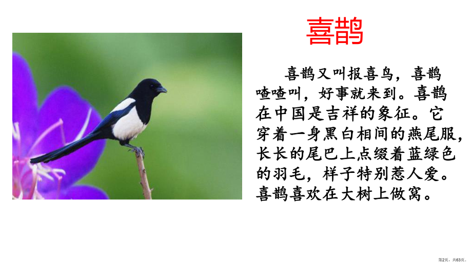 枫树上的喜鹊(公开课课件).ppt_第2页