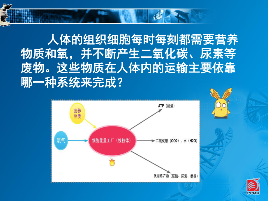 人体内物质的运输-血管-苏教版课件.ppt_第3页