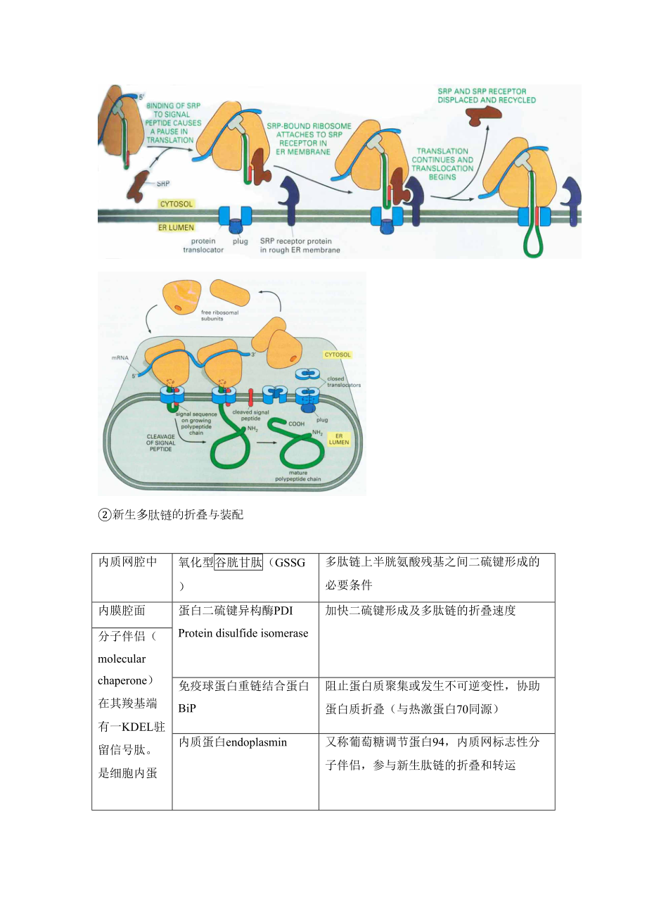 细胞生物学之笔记资料(DOC 17页).doc_第3页