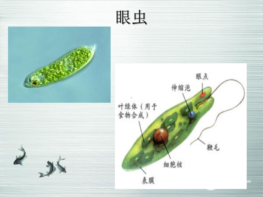 七年级生物上册-单细胞生物课件.ppt_第2页