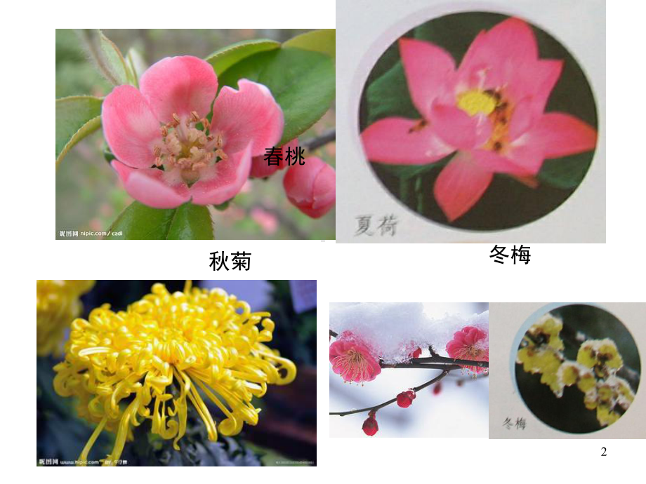 一年级美术《美丽的植物和动物》(课堂)课件.ppt_第2页