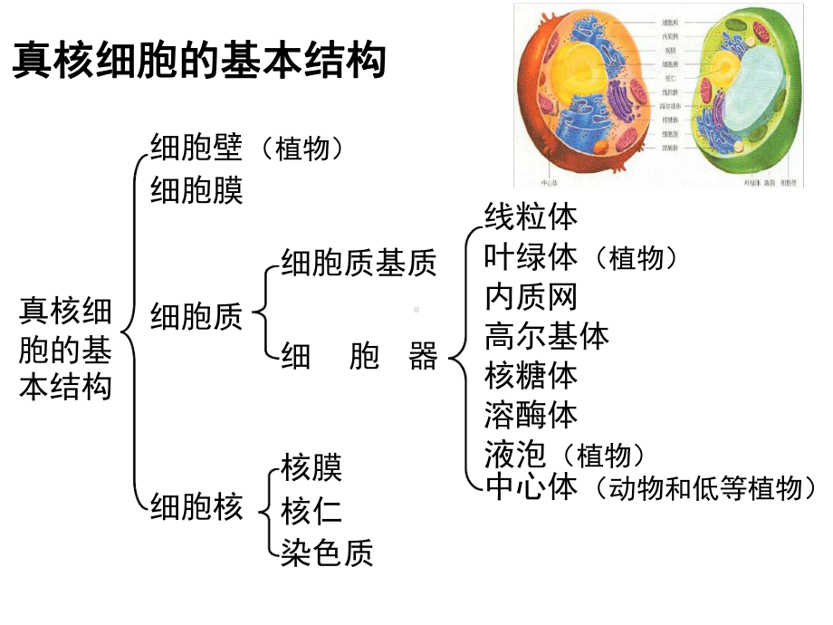 32细胞器系统内的分工合作-全知识点课件.ppt_第2页