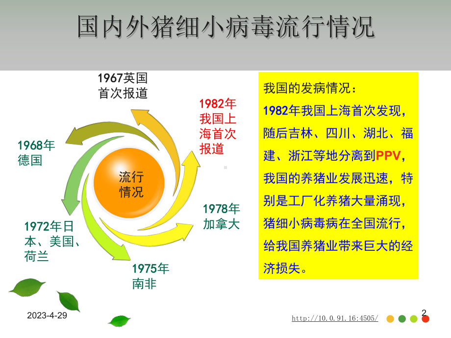 1猪细小病毒病课件.ppt_第2页