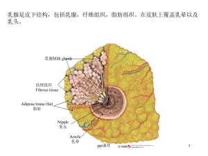 乳腺解剖-课件.ppt