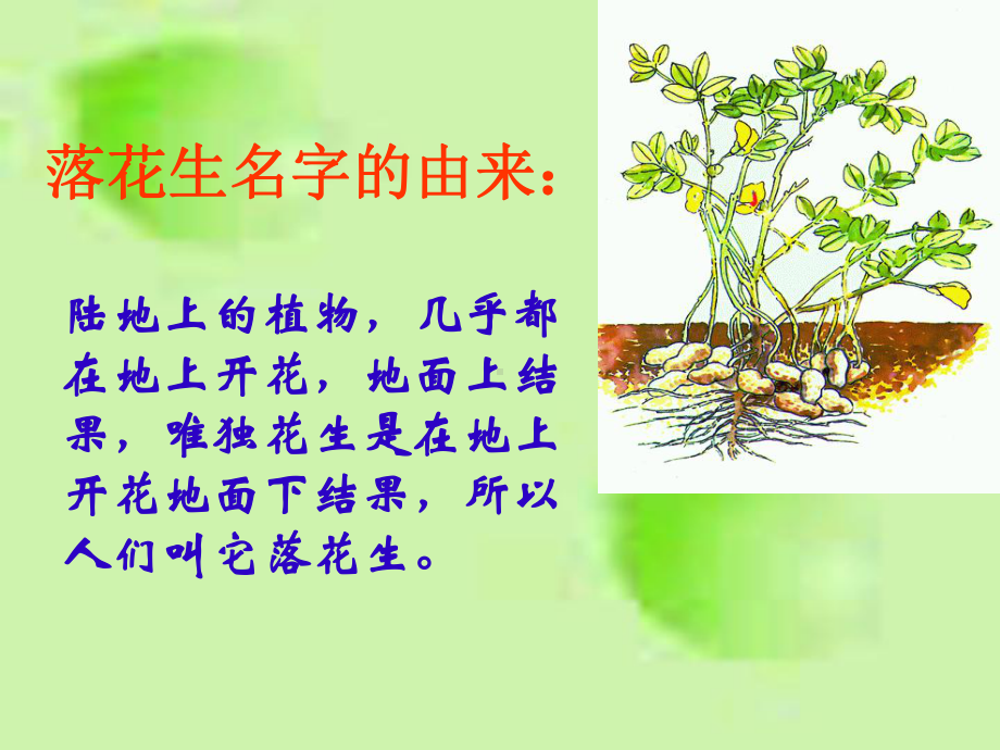 《落花生》教学讲解课件.ppt_第2页