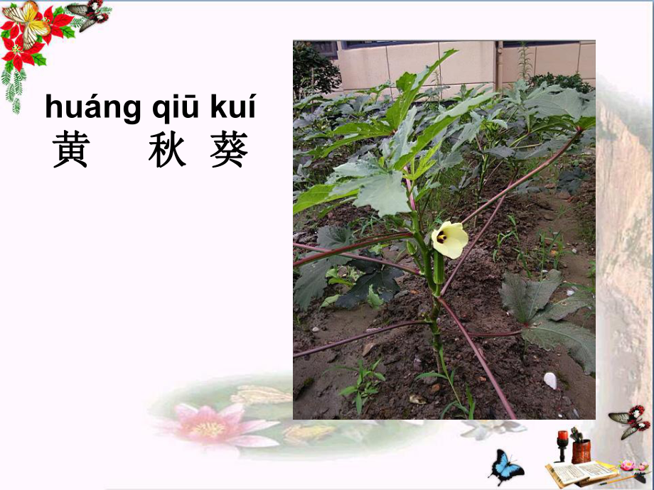 一年级科学上册12观察一棵植物-课件1.ppt_第3页