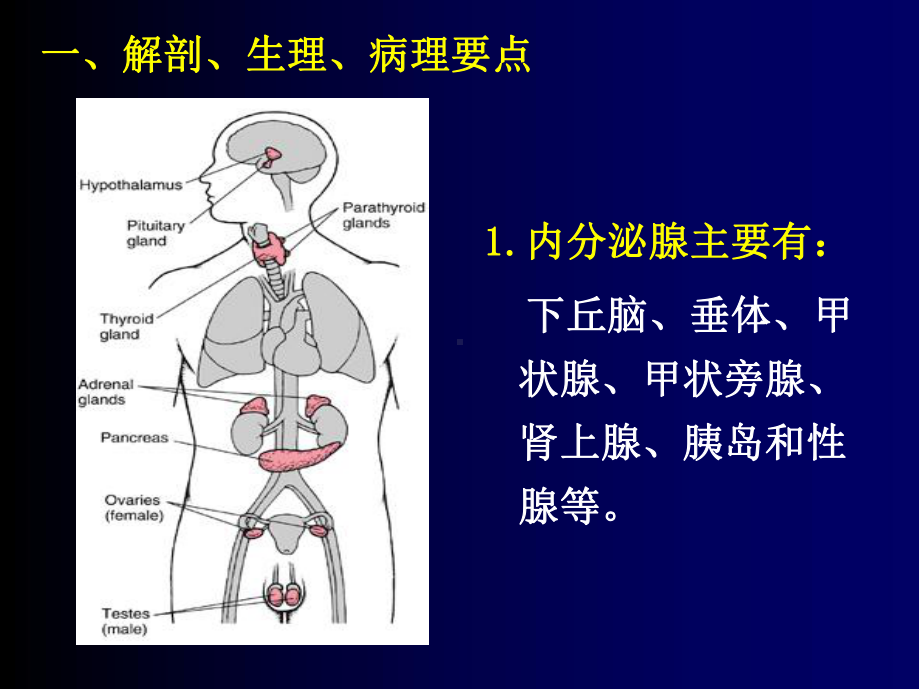 内分泌代谢性疾病病人护理课件.ppt_第3页