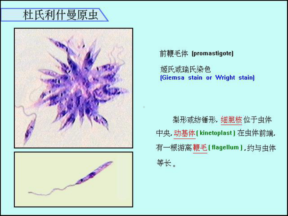 利什曼原虫杜氏利什曼原虫内脏利什曼病课件.ppt_第2页