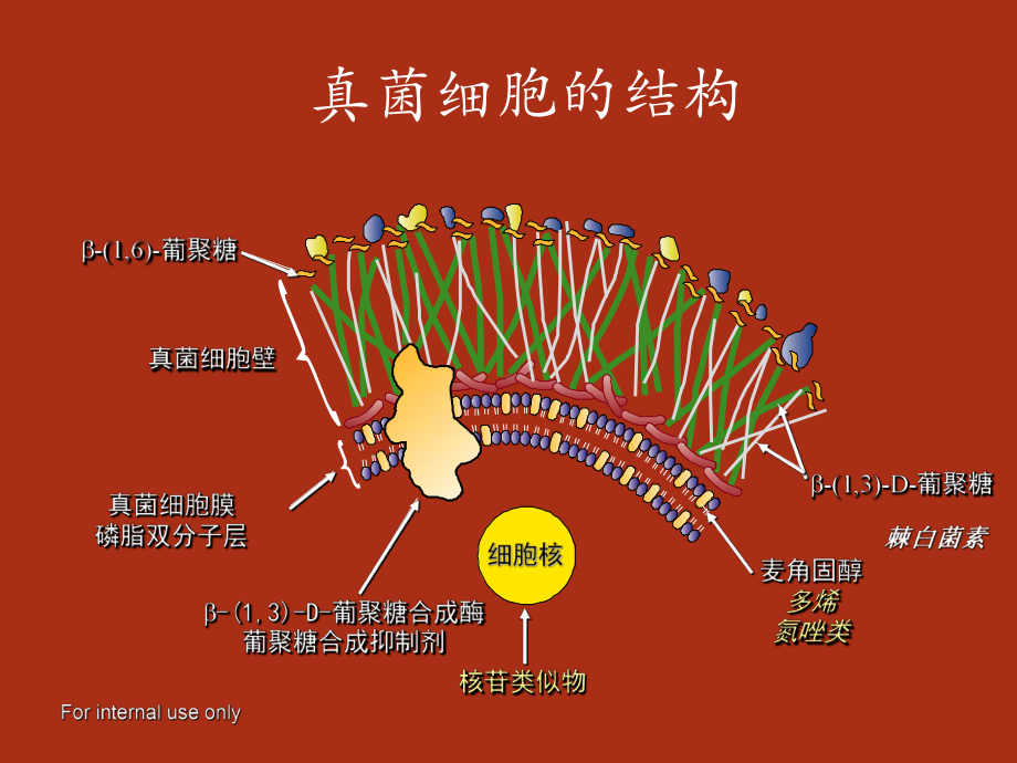 常用抗真菌药物的特点课件.ppt_第3页