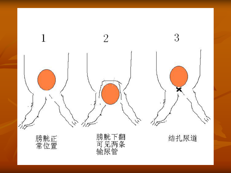 中医药大学人体解剖生理学课件JC整理-实验二 尿生成实验.ppt_第3页