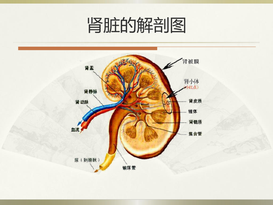 慢性肾病-课件.ppt_第3页