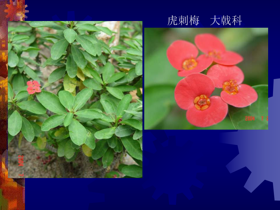 室内常见观花植物课件.ppt_第2页